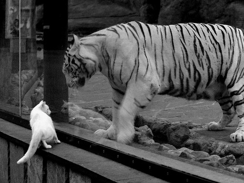 传统民族刺绣接力赛，文化传承与运动融合，中华传统文化刺绣简介