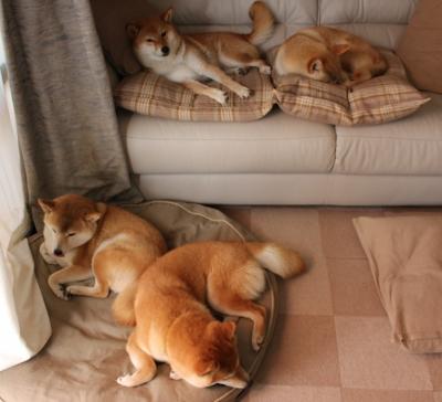 德国马术协会与科技公司合作，开发虚拟现实训练平台，提升骑手技能。