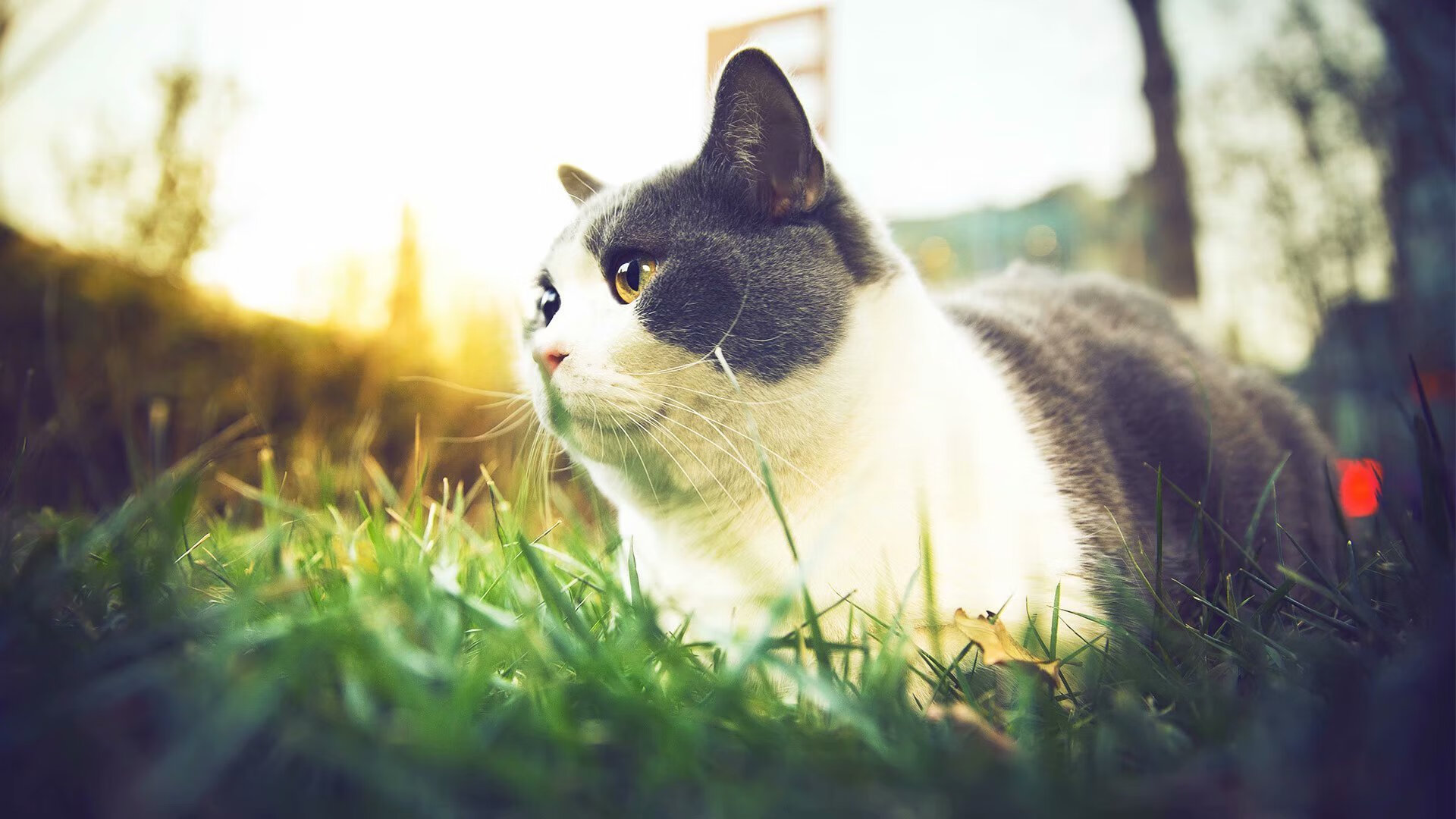 足球运动康复体系对标国际化标准,足球恢复性训练教案