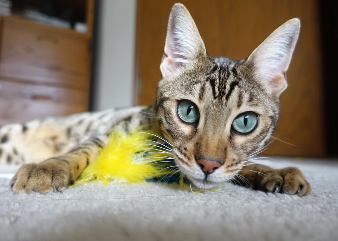 足球生态指数首次发布评估行业健康程度，足球生涯app