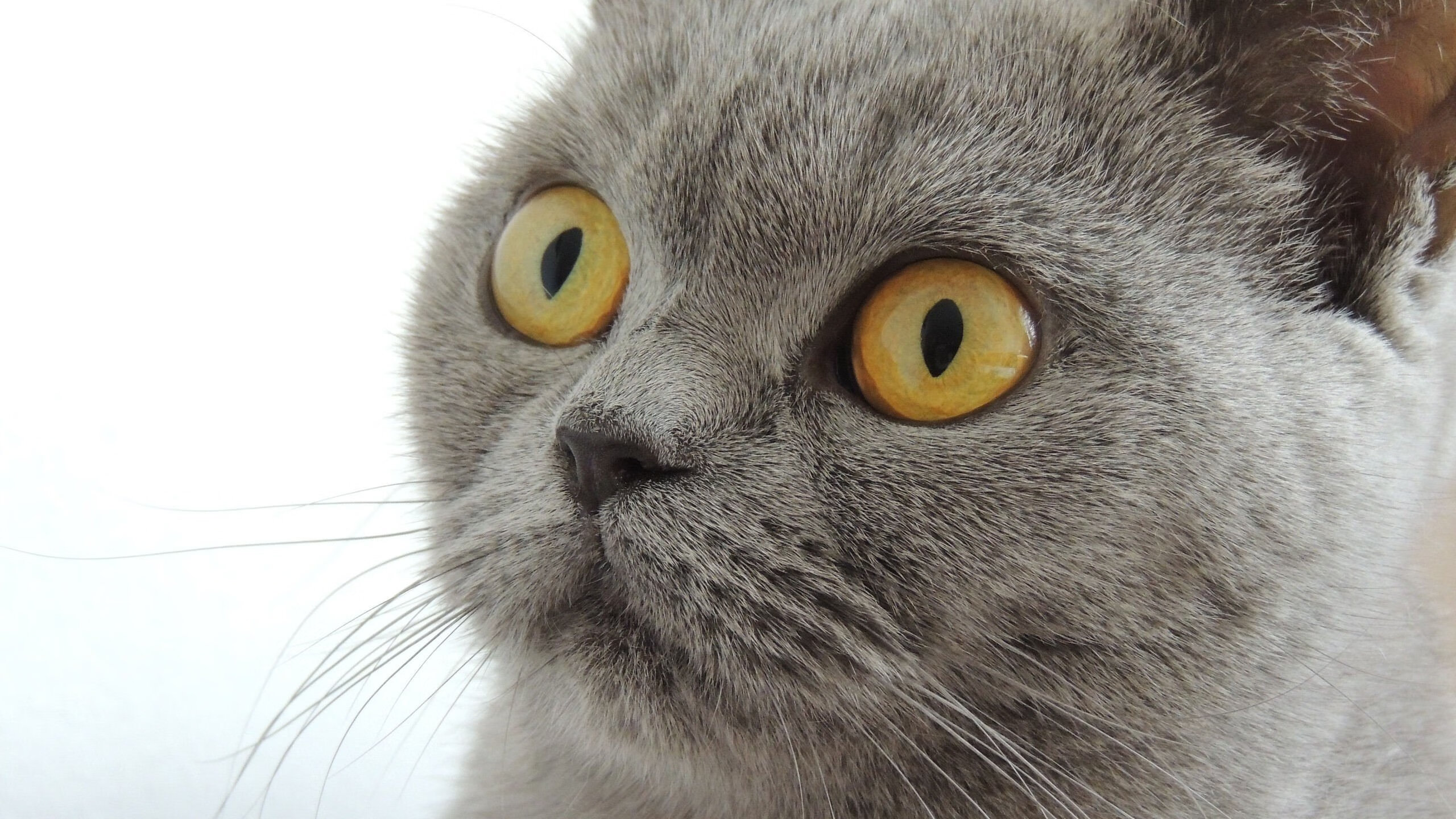 中国羽毛球队时隔12年再度包揽汤姆斯杯、尤伯杯。，2021羽毛球尤伯杯