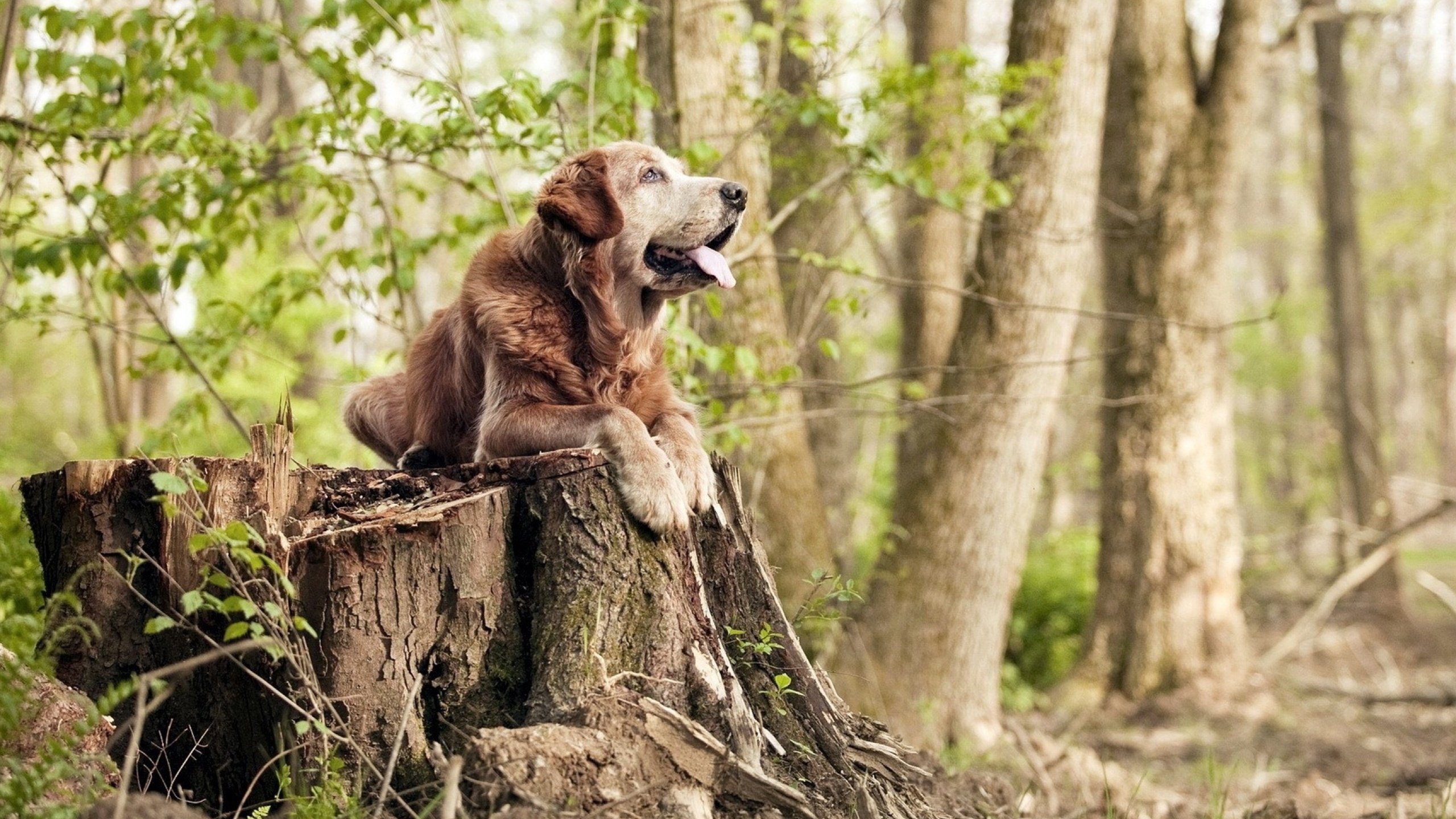 中国篮球联赛商业化发展现状,篮球商业发展模式
