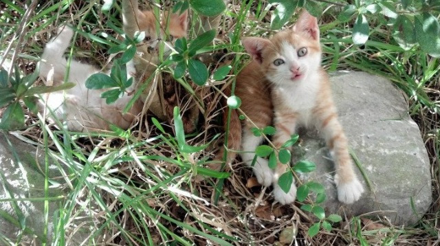 切尔西女足夺冠后球员庆祝画面,切尔西女足队长