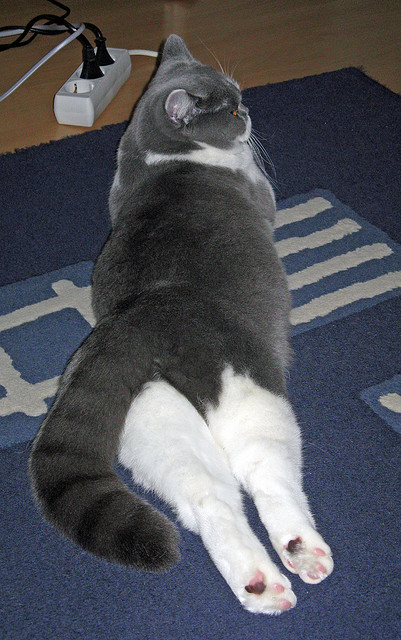 帕科姆·达迪耶在NBA常规赛中获得上场机会,帕迪达尔