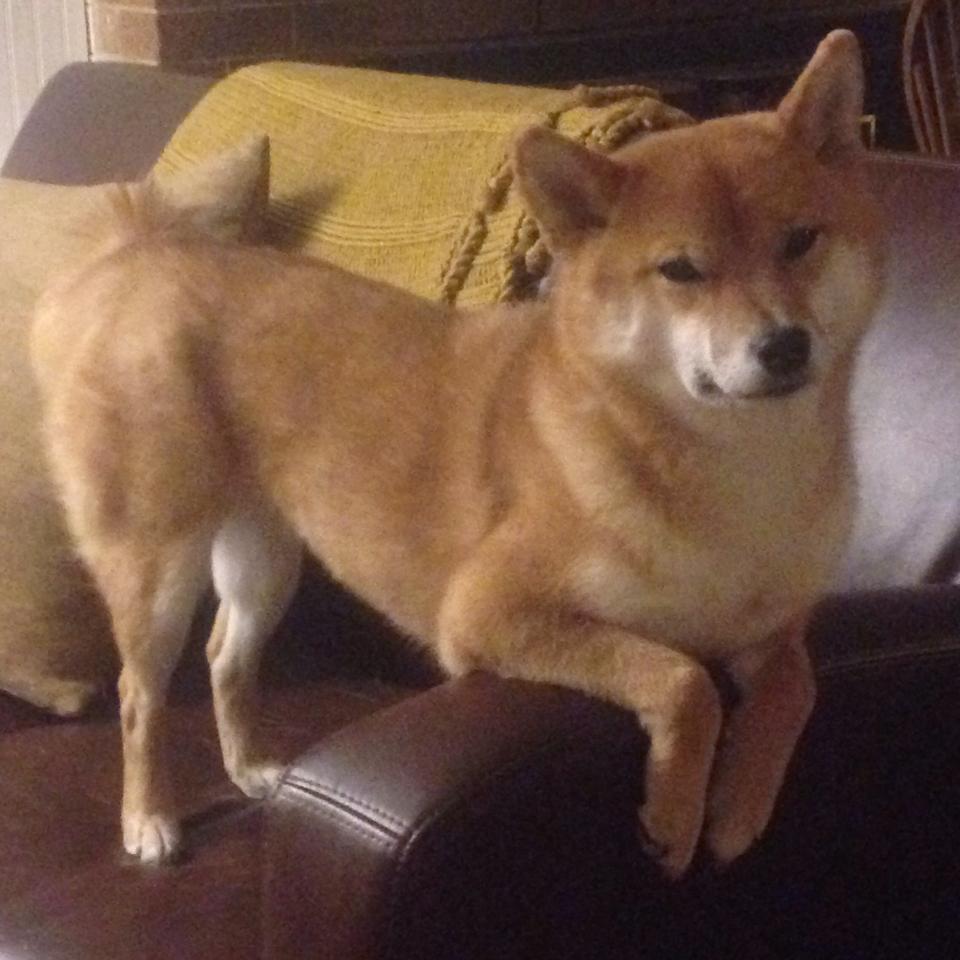 职业联赛制度设计是否影响投资人热情,中国职业联赛存在的问题及其解决方法