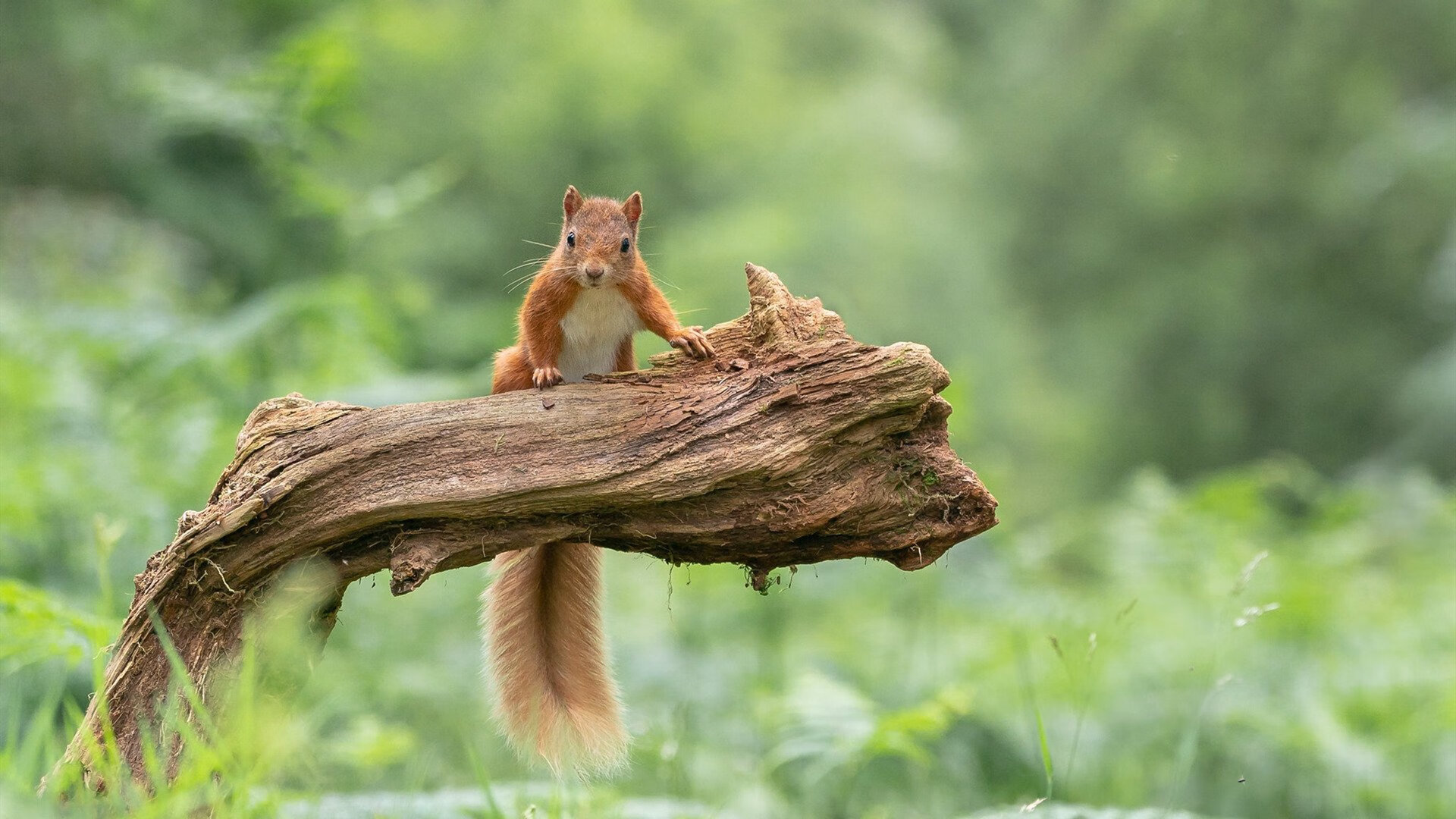 中国香港队未来能否借助新兴年轻球员冲击世界乒乓强队，香港乒乓球队实力