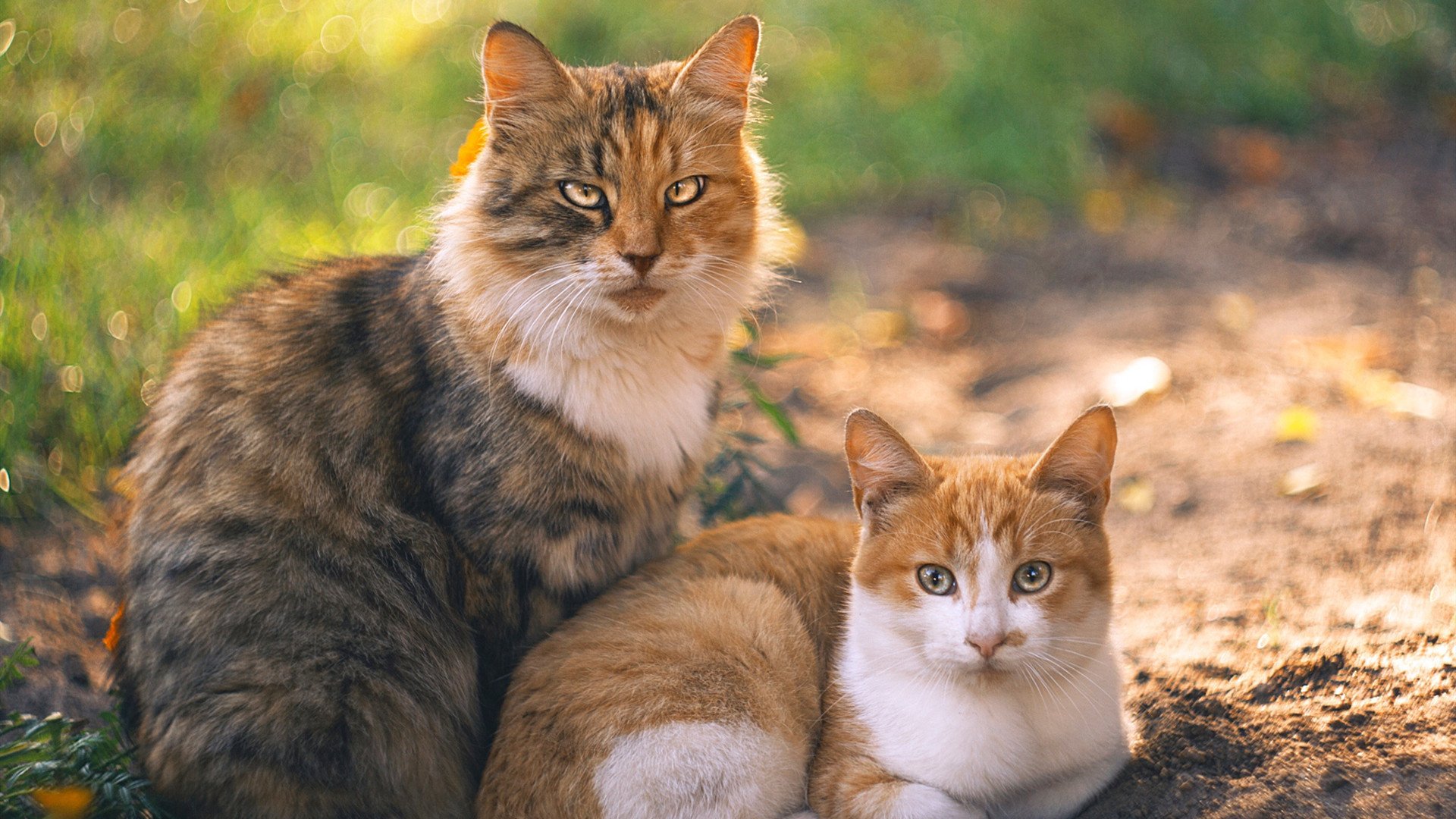 全场紧逼战术使用成功的典型案例,破全场紧迫战术