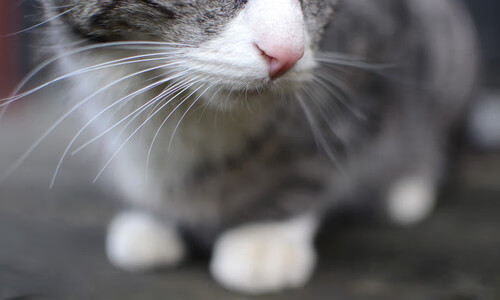 皇家社会控场能力提升主导比赛节奏，皇家社会比赛直播