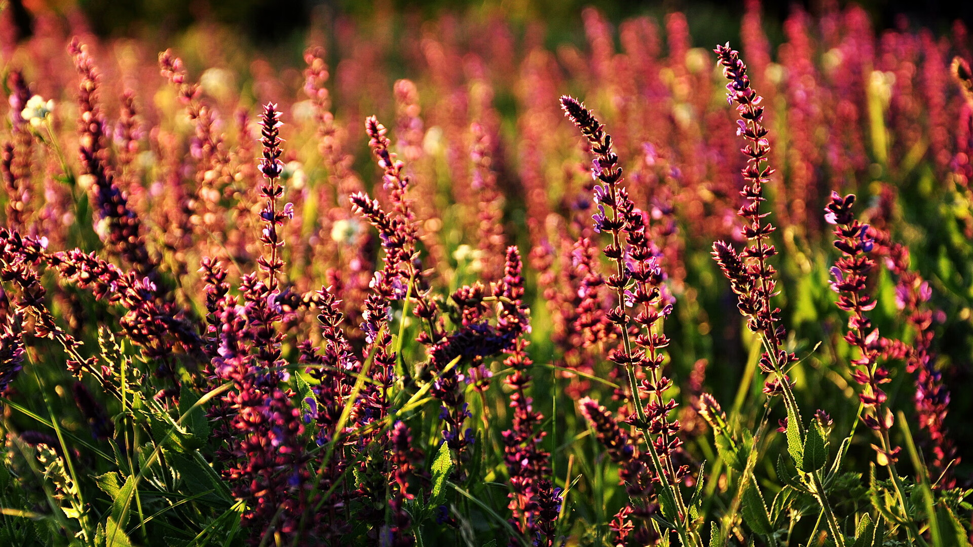 自由搏击赛事走进高校推广防身意识，自由搏击青少年比赛