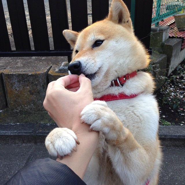 “尼古拉斯·桑特基的全能技术，让阿根廷美洲狮队的进攻更加多样化”