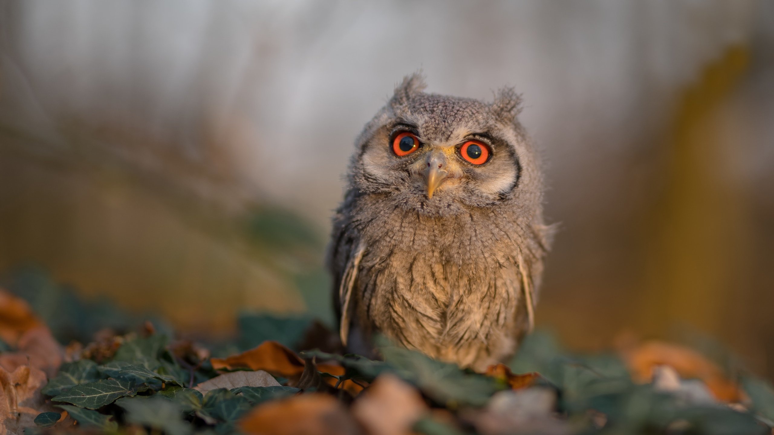 体育新闻中心逆袭冠军之路，体育夺冠新闻