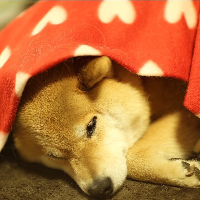 威尔士男队国际赛事表现不稳,未来如何突破?,威尔士队球员