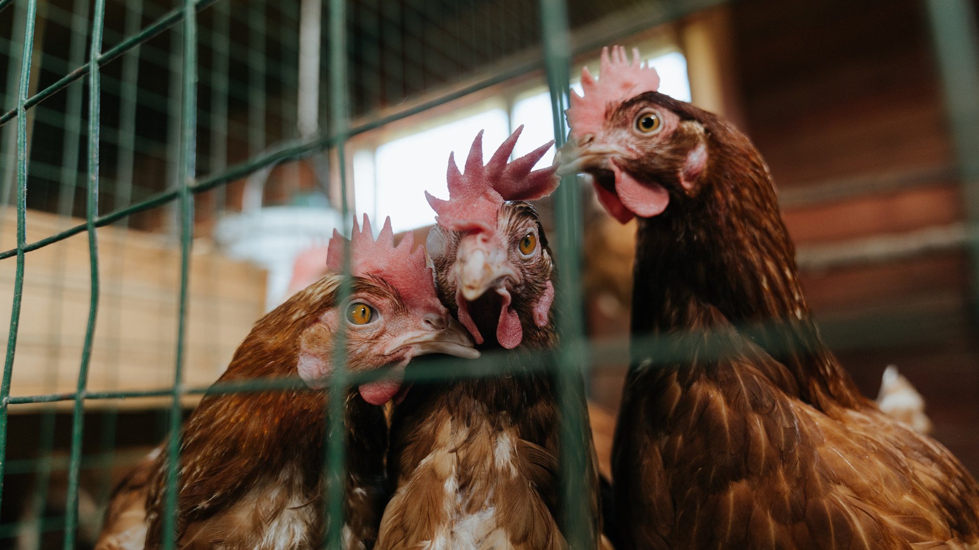 英国男子4×200米自由泳接力决赛精彩纷呈,4×100米自由泳接力赛