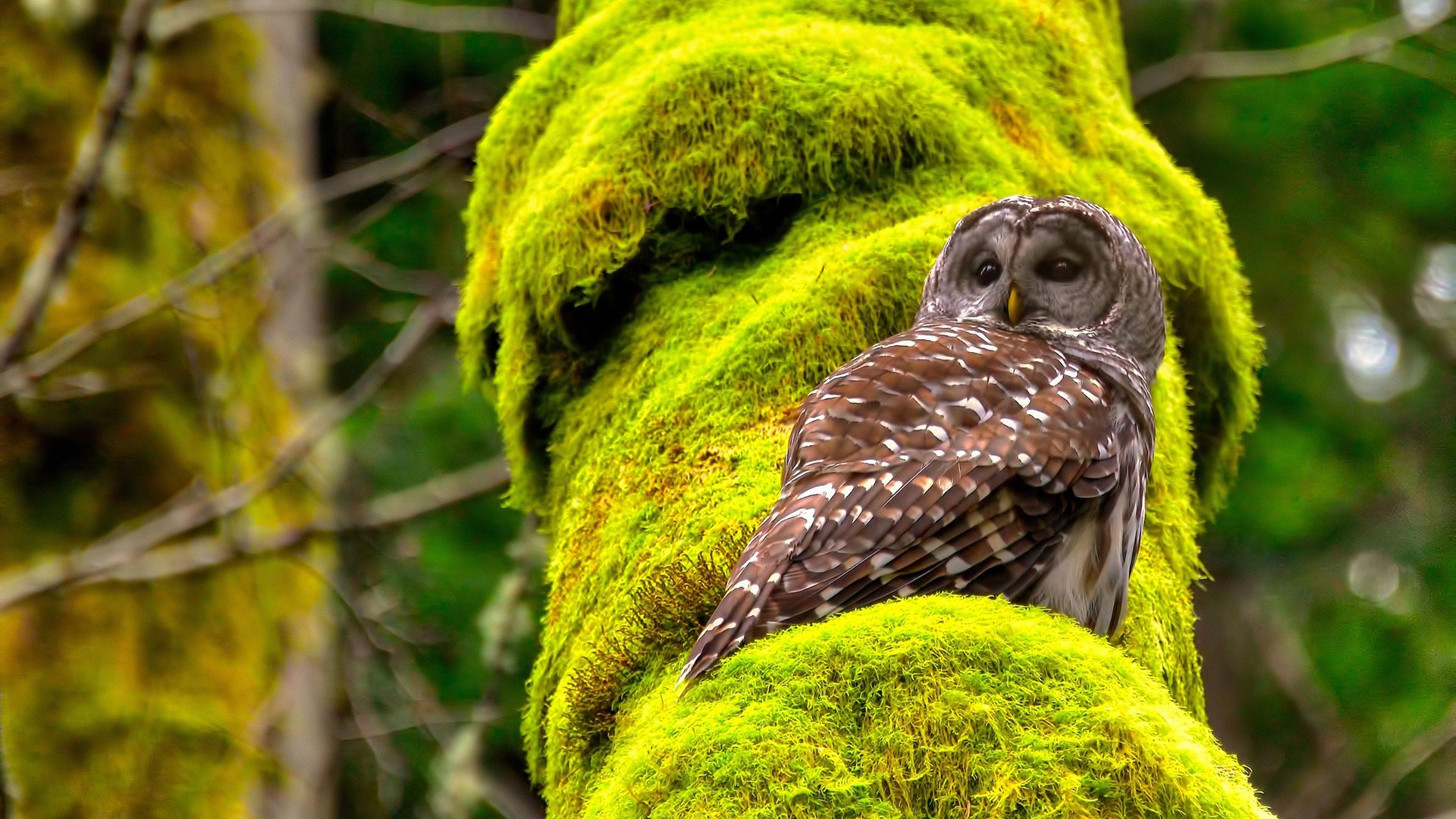足球直播平台互动功能增强粉丝参与度,足球直播话术